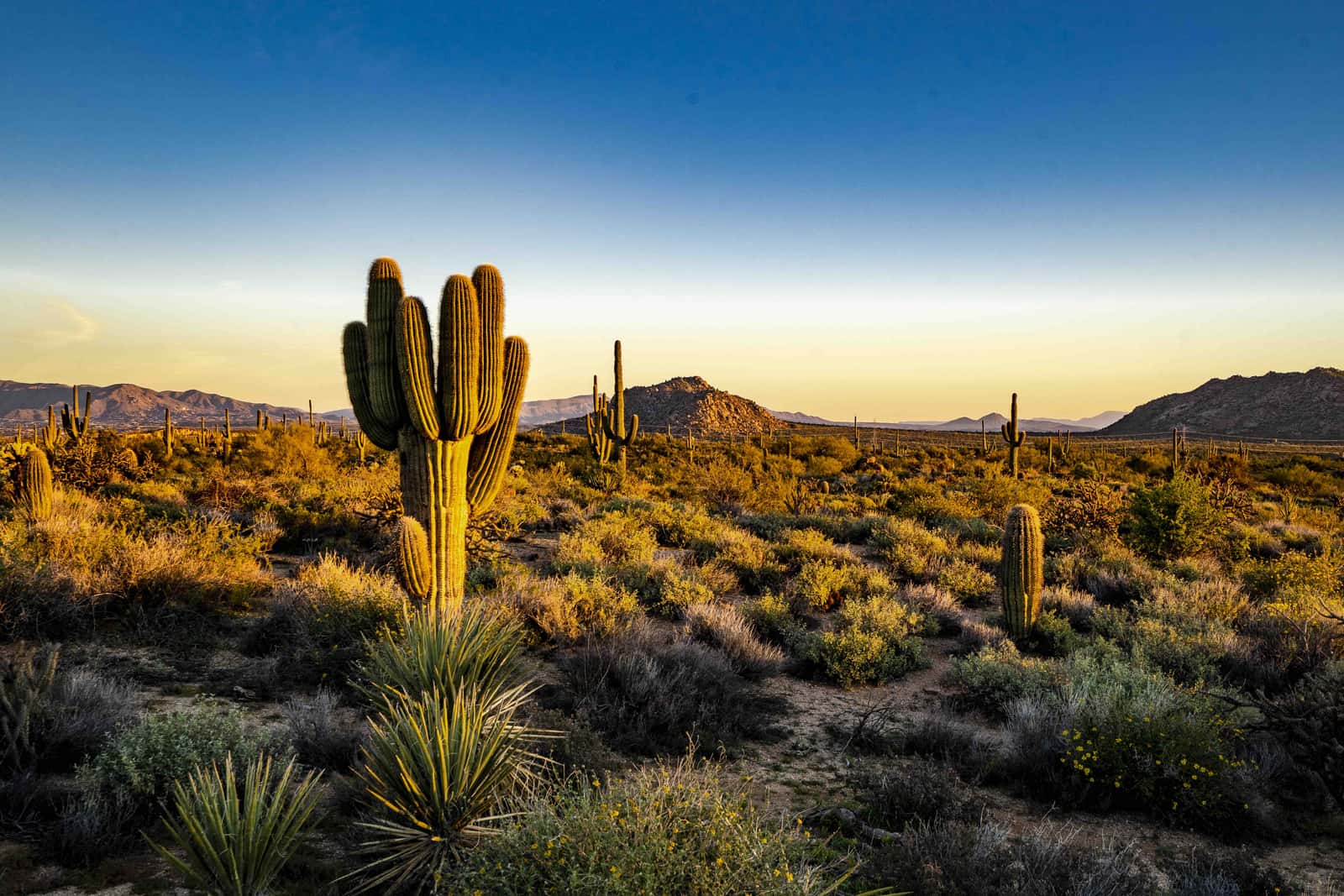 morning light in the sonoran desert of scottsdale 2023 11 27 05 10 13 utc web